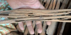 Dried Cinnamon Sticks