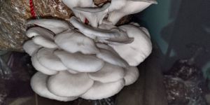 Dry Oyster Mushroom