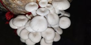 Oyster Mushroom (White), Regular Supply Available