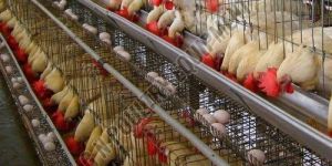 Mild Steel Poultry Farm Bird Cage