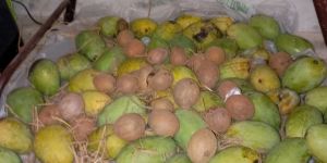 Organic Mangoes