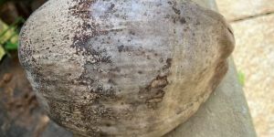 Organic Coconut