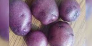 a Grade Brown Potato