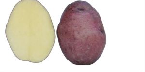 Fresh Brown Potato