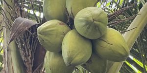 Green Tender Coconut