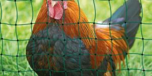 Plastic Safety Net Poultry Fencing Nets