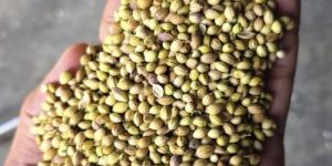 Coriander Seed