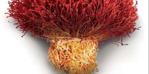 Natural Bunch Saffron