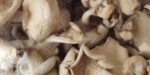 Dried Oyster Mushroom