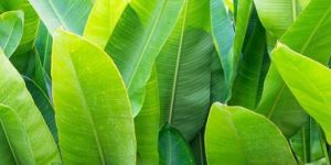 Banana Leaves
