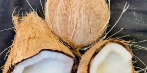 Coconut