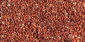 Finger Millet Seeds