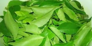 Green Curry Leaves