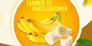 Dehydrated Yellow Banana Powder