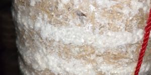 Oyster Mushrooms Ready Bags