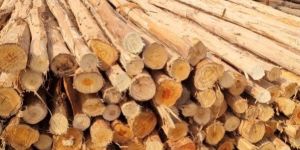 12 Feet Round Eucalyptus Pole