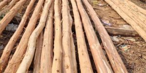 18 Feet Round Eucalyptus Pole