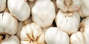 Raw Garlic