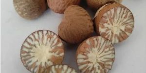 Areca Nut
