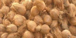 Semi Husked Coconut