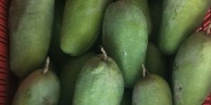 Fresh Dashehari Mango