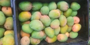 Fresh Hapus Mango
