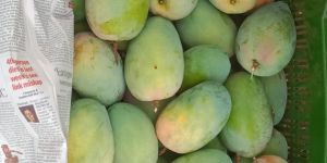 Fresh Kesar Mango