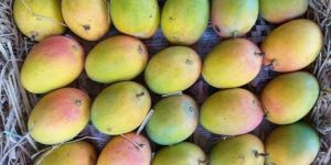 Fresh Payari Mango