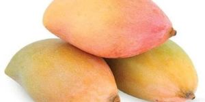 Fresh Totapuri Mango