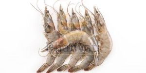 Fresh White King Prawn
