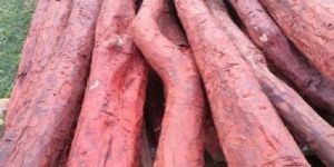 Premium Red Sandalwood Logs