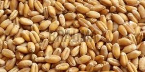 B Grade Wheat Grain