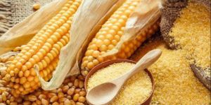 Yellow Raw Maize, Organic