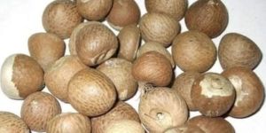 Betel Nuts