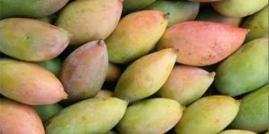 Fresh Totapuri Mango