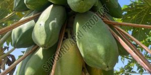 a Grade Green Papaya