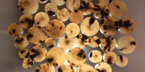 Buffalo Horn Button Blanks