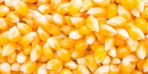 Yellow Maize Seeds