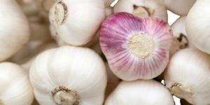 Garlic
