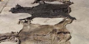 Donkey Hides