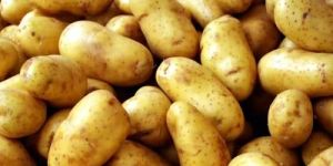 Fresh Potatoes