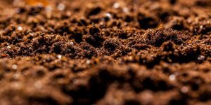 Dry Cow Dung Powder
