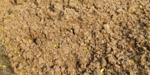Organic Cow Dung