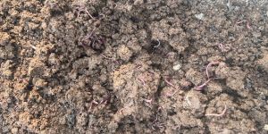 Organic Cow Dung Vermicompost