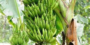 Organic Green Nendram Banana