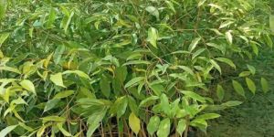 Agarwood Plants
