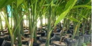Areca Nut Plants