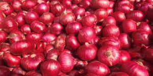 a Grade Red Onion