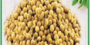 Coriander Seeds