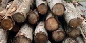 Wood Logs